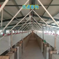 養豬場肥豬舍自動喂料設備絞龍料線的配置